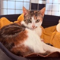CANELLE, chatte à adopter