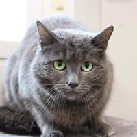 Miko, chat à adopter