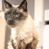 OSCAR, chat à adopter