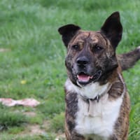 Simba, chien à adopter