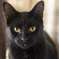 JACOB, chat à adopter