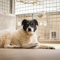 LIBRO, chien à adopter