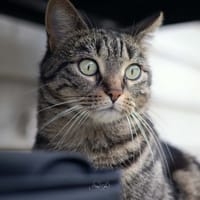 Moka, chatte à adopter