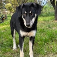 Poppy, chienne à adopter