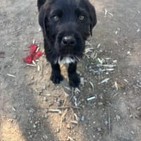 Tuti, chien à adopter