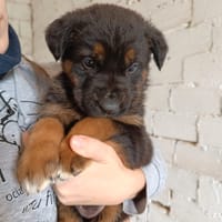 VICTOR (Animalea), chien à adopter