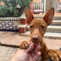 ALDO (Martina), chien à adopter