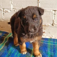 ÉGLANTINE (Animalea), chienne à adopter
