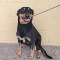 FRODO (Maria), chien à adopter