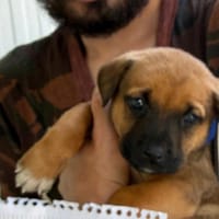 DANTE (Maria), chien à adopter
