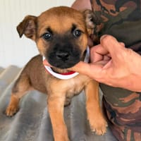 DEVIN (Maria), chien à adopter