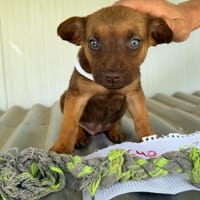 DALTON (Maria), chien à adopter