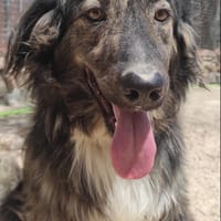 KILUA (Maria), chien à adopter
