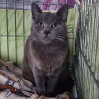 Amazone, chatte à adopter