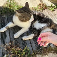 moumi, chat à adopter