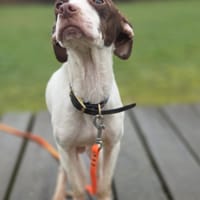 asterix, chien à adopter