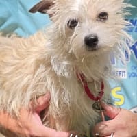 Mariah, chienne à adopter