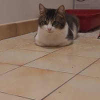 nuage rainbow, chat à adopter