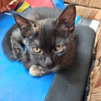 titine, chatte à adopter