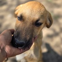 Banco, chien à adopter
