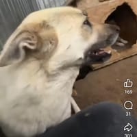 Molly, chienne à adopter