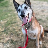 Melba, chienne à adopter