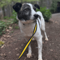 Laura, female dog to adopt