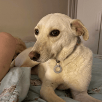 Looby Lou, female dog to adopt
