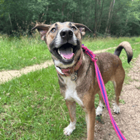 Lizzie, female dog to adopt
