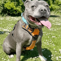 John, dog to adopt