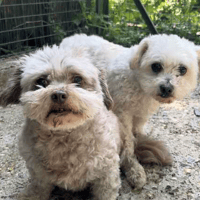 Ollie and Alfie, dog to adopt