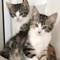 Haley and Holly, female cat to adopt