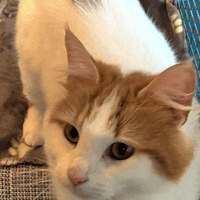 Lira, female cat to adopt