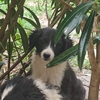 DOMINO, chat à adopter