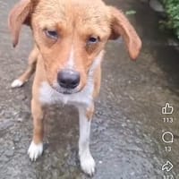 Papy, chien à adopter