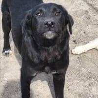 Luka, chien à adopter