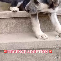 Emmy, chienne à adopter