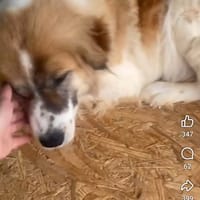 Masha, chien à adopter
