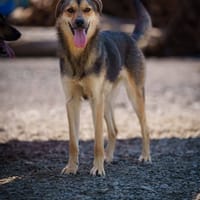 Cookie, chien à adopter