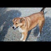 Mr ned, chien à adopter