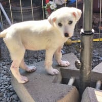 Marry, chienne à adopter