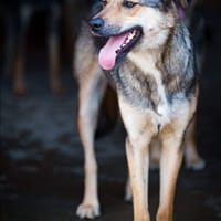 Campino, chien à adopter