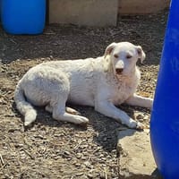 Cherry, chien à adopter
