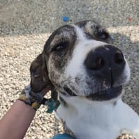 Sue, chienne à adopter