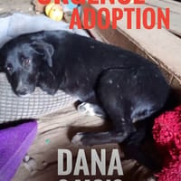 Dana, chienne à adopter