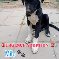 Milo, chien à adopter