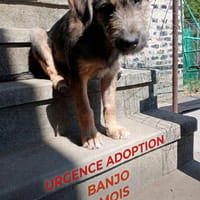Banjo, chien à adopter
