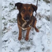 Dodomic, chien à adopter