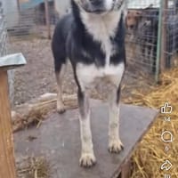 Noé, chien à adopter