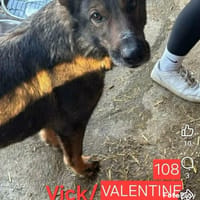 Valentine, chienne à adopter